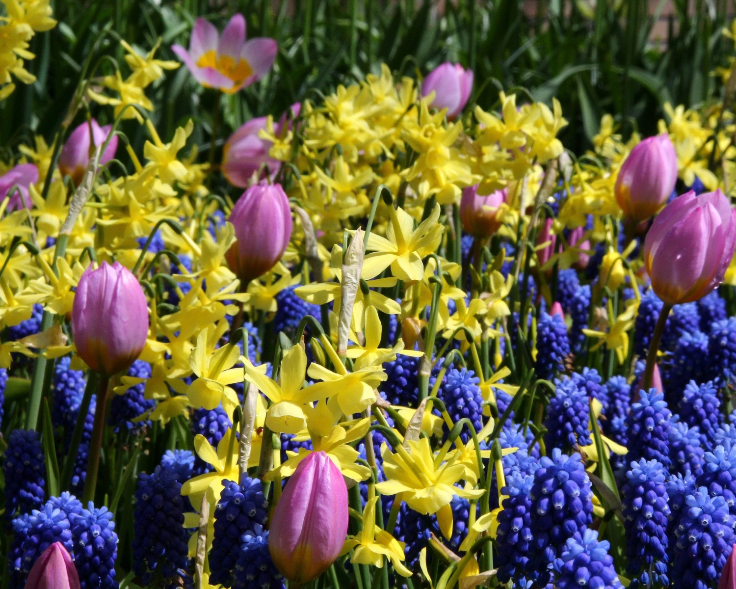 Narcissus 'Hawera' 7 Narcissus 'Hawera' - Image 5