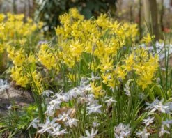 Narcissus 'Hawera' 10 Narcissus 'Hawera' -Beauty Flowers Shop narcissus hawera 3