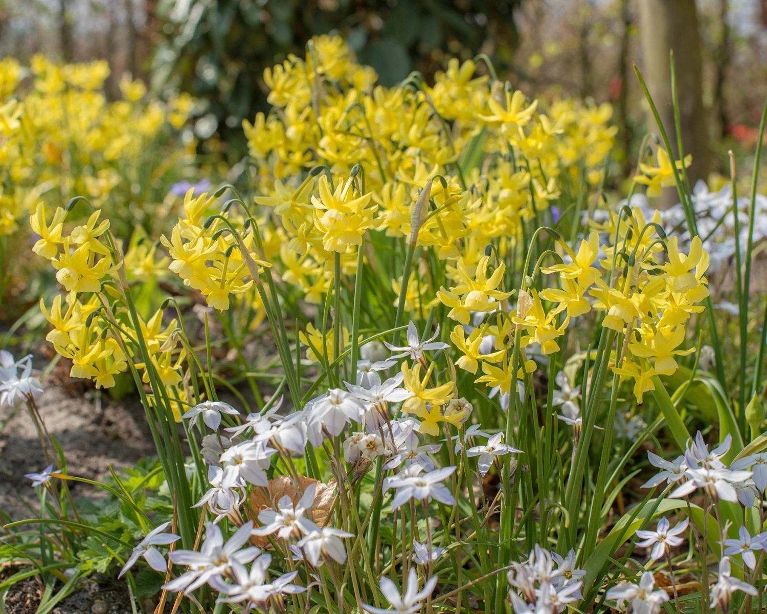 Narcissus 'Hawera' 6 Narcissus 'Hawera' - Image 4