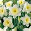 Narcissus 'Ice Follies' 1 Narcissus 'Ice Follies' -Beauty Flowers Shop narcissus ice follies 0