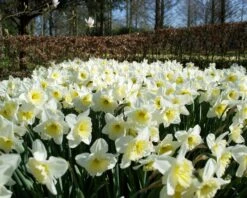 Narcissus 'Ice Follies' 15 Narcissus 'Ice Follies' -Beauty Flowers Shop narcissus ice follies 1