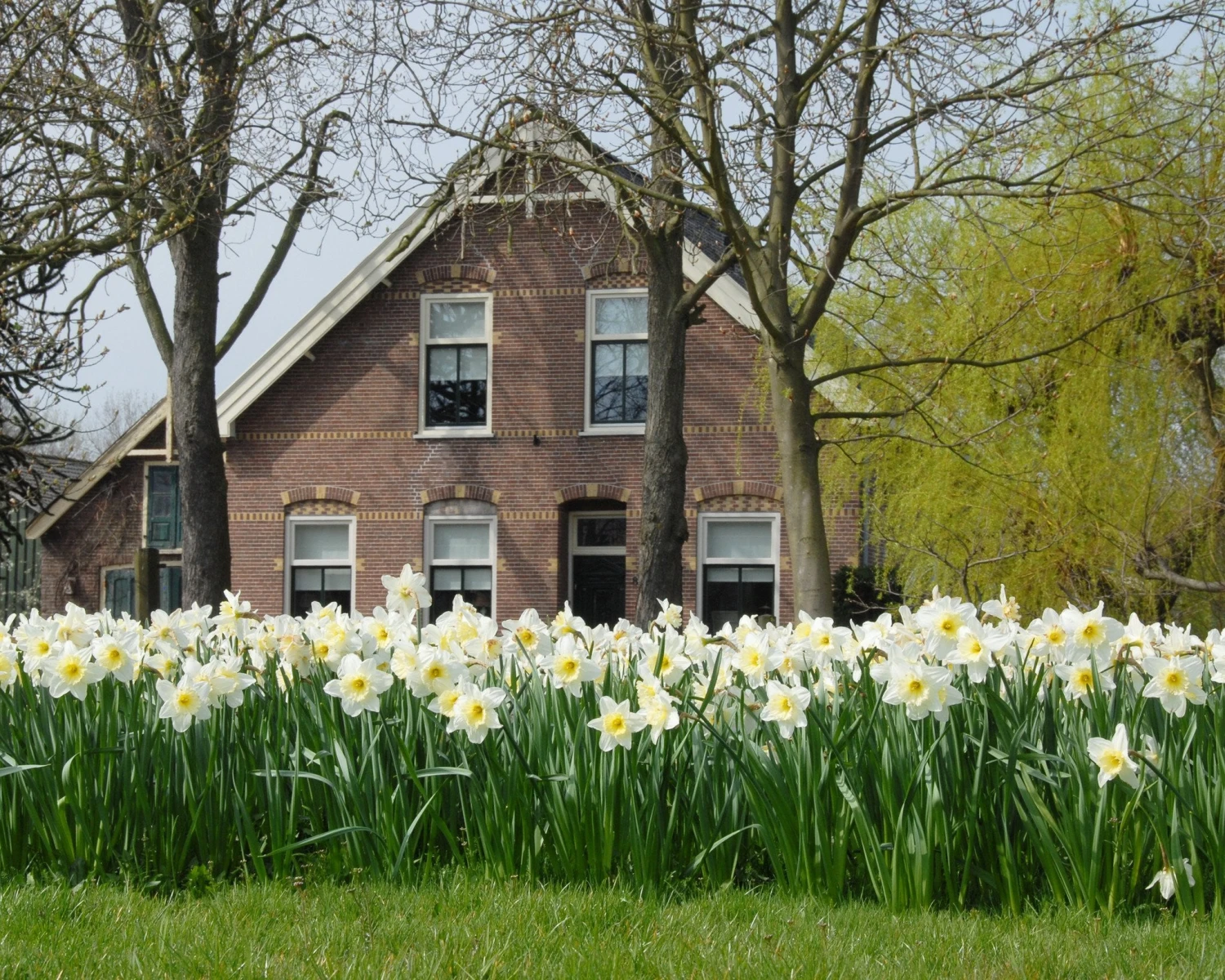 Narcissus 'Ice Follies' 4 Narcissus 'Ice Follies' - Image 2