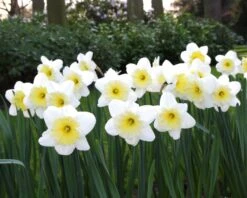 Narcissus 'Ice Follies' 12 Narcissus 'Ice Follies' -Beauty Flowers Shop narcissus ice follies 2 5c3120ad be98 439a a7e9 b8dfaafa98d0