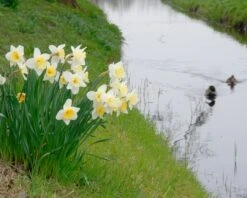 Narcissus 'Ice Follies' 13 Narcissus 'Ice Follies' -Beauty Flowers Shop narcissus ice follies 3
