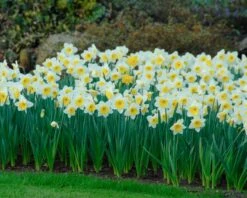Narcissus 'Ice Follies' 14 Narcissus 'Ice Follies' -Beauty Flowers Shop narcissus ice follies 5