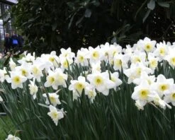 Narcissus 'Ice Follies' 17 Narcissus 'Ice Follies' -Beauty Flowers Shop narcissus ice follies 6