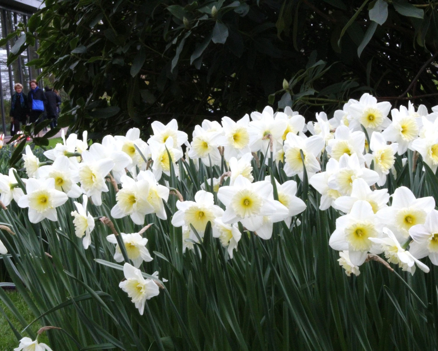 Narcissus 'Ice Follies' 10 Narcissus 'Ice Follies' - Image 8