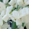 Narcissus 'Ice Wings' 2 Narcissus 'Ice Wings' -Beauty Flowers Shop narcissus ice wings 0