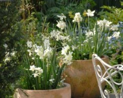 Narcissus 'Ice Wings' 8 Narcissus 'Ice Wings' -Beauty Flowers Shop narcissus ice wings 2