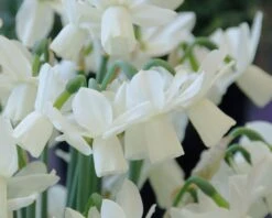 Narcissus 'Ice Wings' 9 Narcissus 'Ice Wings' -Beauty Flowers Shop narcissus ice wings 3