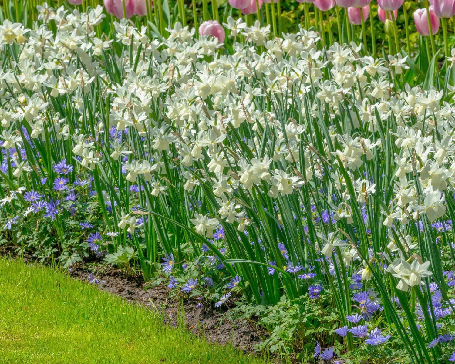 Narcissus 'Ice Wings' 4 Narcissus 'Ice Wings' - Image 2