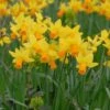 Narcissus 'Jetfire' 2 Narcissus 'Jetfire' -Beauty Flowers Shop narcissus jetfire 1