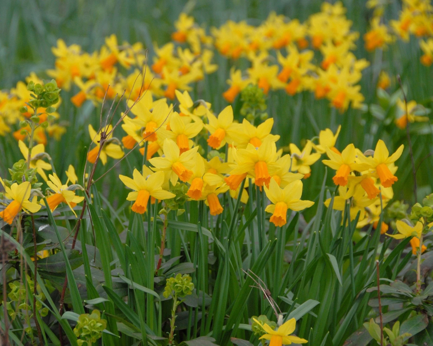 Narcissus 'Jetfire' 4 Narcissus 'Jetfire' - Image 2