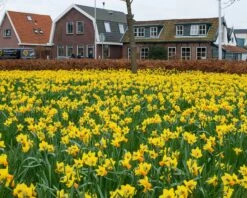 Narcissus 'Jetfire' 14 Narcissus 'Jetfire' -Beauty Flowers Shop narcissus jetfire 3