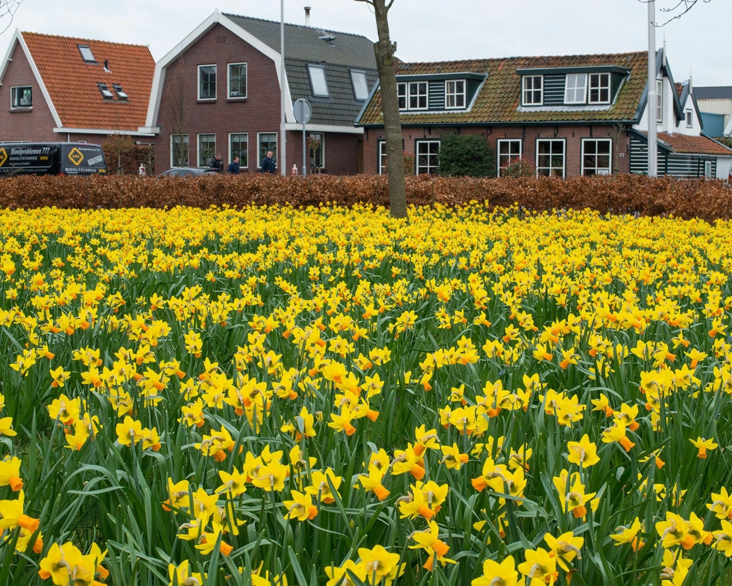 Narcissus 'Jetfire' 6 Narcissus 'Jetfire' - Image 4