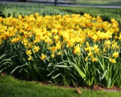 Narcissus 'Jetfire' 16 Narcissus 'Jetfire' -Beauty Flowers Shop narcissus jetfire 3 8ac71bee b772 4a84 bc02 7a140a114db5