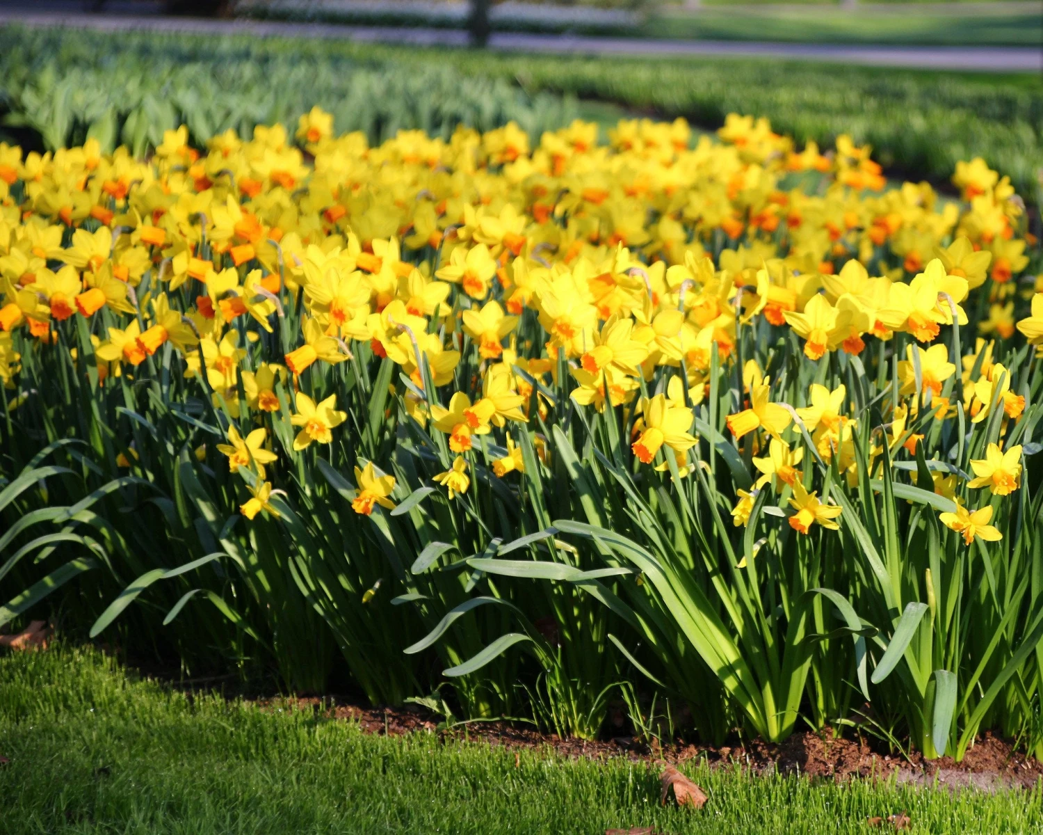 Narcissus 'Jetfire' 8 Narcissus 'Jetfire' - Image 6
