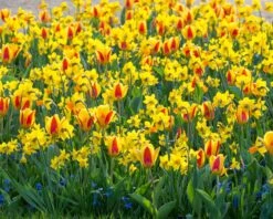 Narcissus 'Jetfire' 18 Narcissus 'Jetfire' -Beauty Flowers Shop narcissus jetfire 5