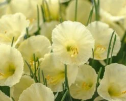 Narcissus 'Julia Jane' 17 Narcissus 'Julia Jane' -Beauty Flowers Shop narcissus julia jane 1