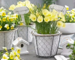 Narcissus 'Julia Jane' 15 Narcissus 'Julia Jane' -Beauty Flowers Shop narcissus julia jane 11