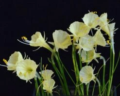 Narcissus 'Julia Jane' 16 Narcissus 'Julia Jane' -Beauty Flowers Shop narcissus julia jane 2