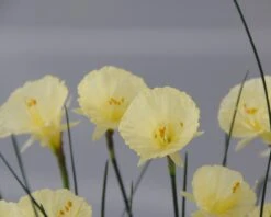 Narcissus 'Julia Jane' 18 Narcissus 'Julia Jane' -Beauty Flowers Shop narcissus julia jane 3