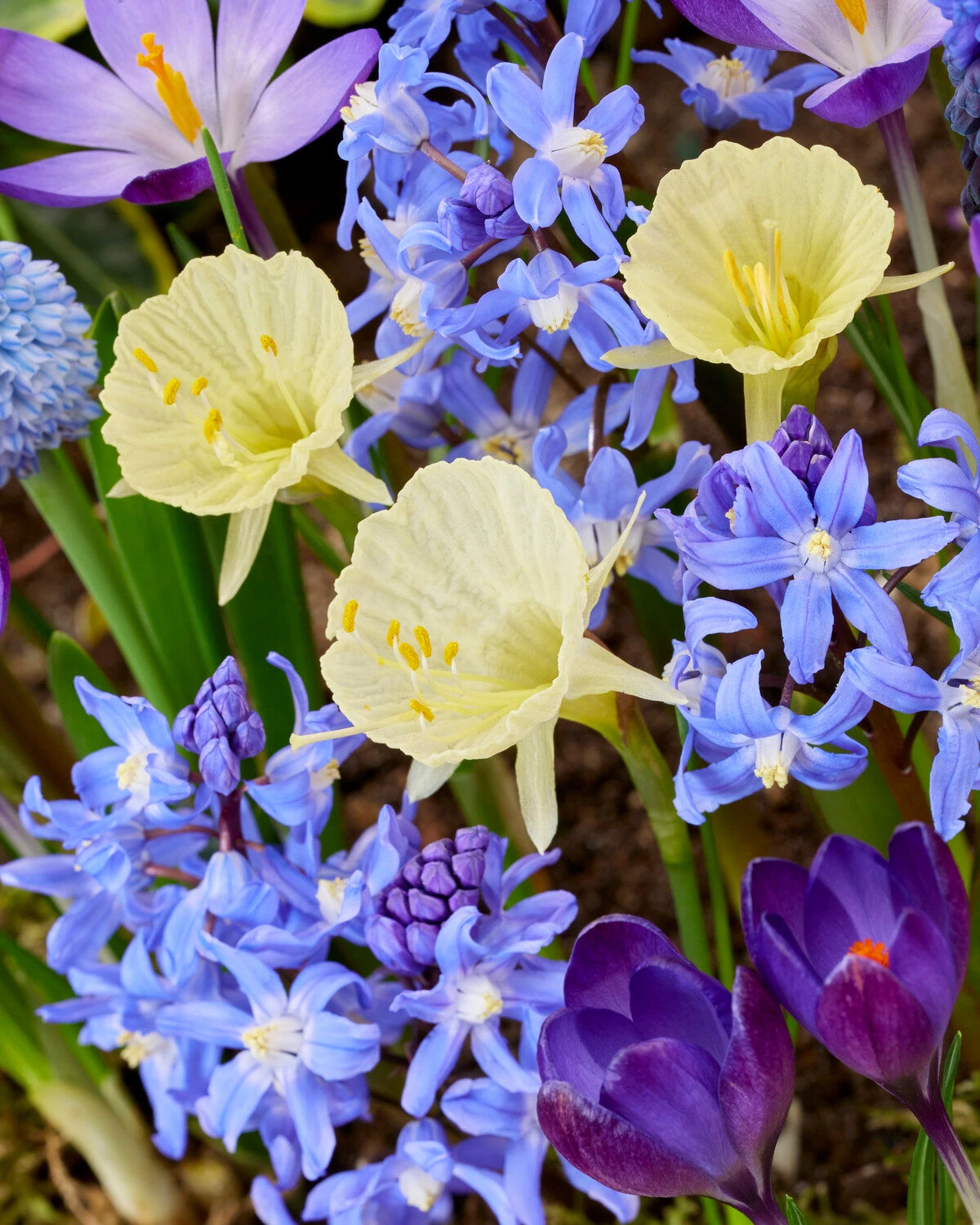 Narcissus 'Julia Jane' 4 Narcissus 'Julia Jane' - Image 2