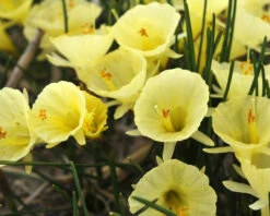 Narcissus 'Julia Jane' 20 Narcissus 'Julia Jane' -Beauty Flowers Shop narcissus julia jane 5