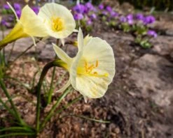 Narcissus 'Julia Jane' 22 Narcissus 'Julia Jane' -Beauty Flowers Shop narcissus julia jane 7