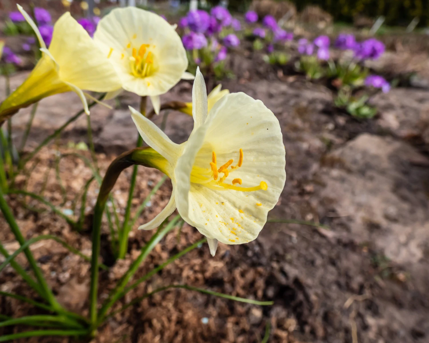 Narcissus 'Julia Jane' 12 Narcissus 'Julia Jane' - Image 10