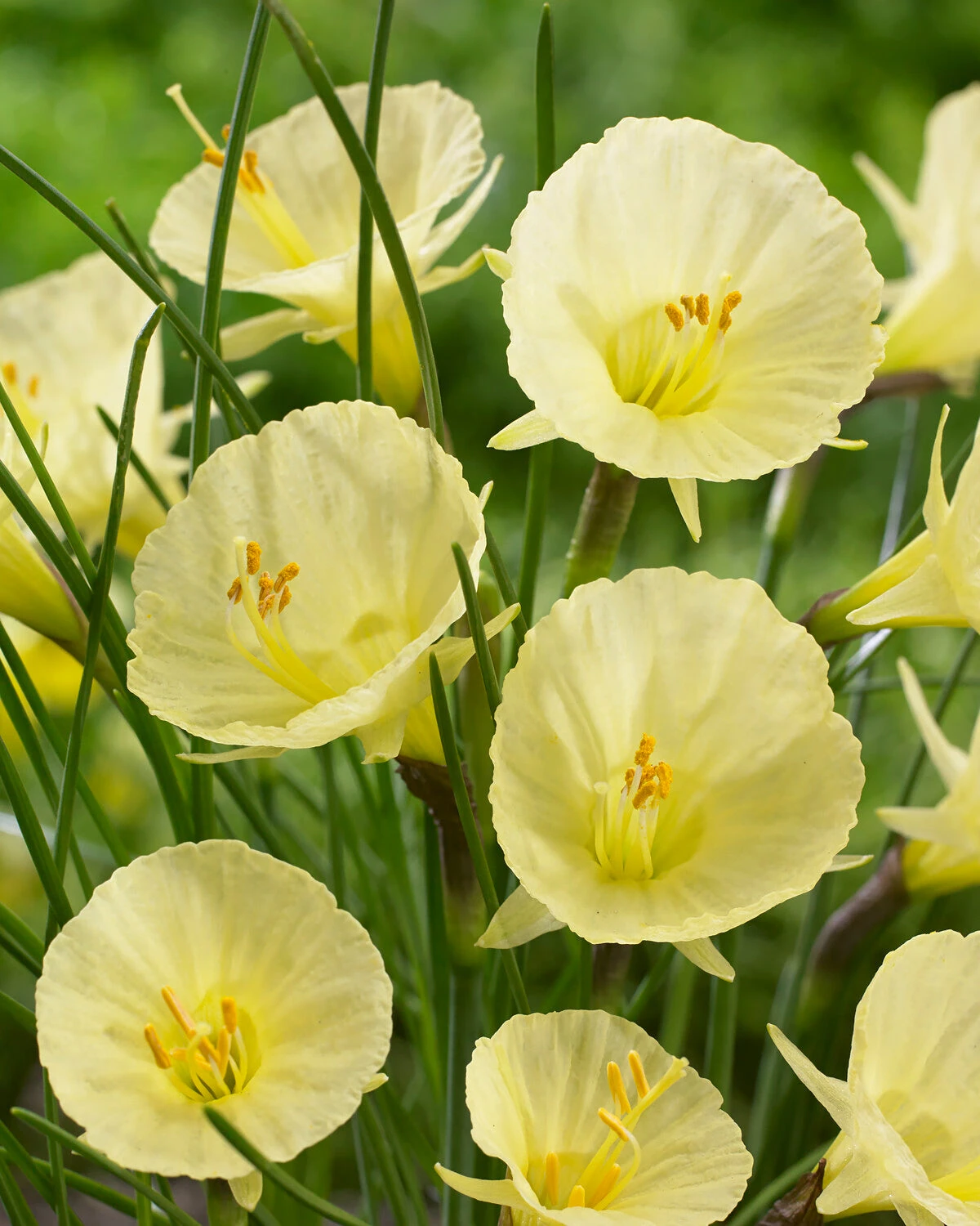 Narcissus 'Julia Jane' 3 Narcissus 'Julia Jane'