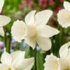 Narcissus 'Lady Madonna' 1 Narcissus 'Lady Madonna' -Beauty Flowers Shop narcissus lady madonna 6