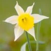 Narcissus Lobularis 2 Narcissus Lobularis -Beauty Flowers Shop narcissus lobularis 0