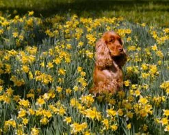 Narcissus Lobularis 13 Narcissus Lobularis -Beauty Flowers Shop narcissus lobularis 1