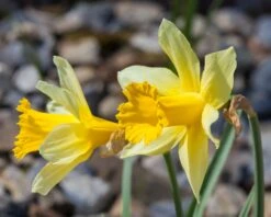 Narcissus Lobularis 16 Narcissus Lobularis -Beauty Flowers Shop narcissus lobularis 2