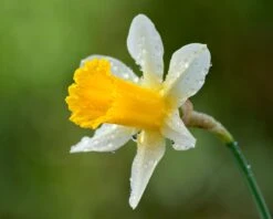 Narcissus Lobularis 12 Narcissus Lobularis -Beauty Flowers Shop narcissus lobularis 5