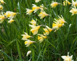 Narcissus Lobularis 17 Narcissus Lobularis -Beauty Flowers Shop narcissus lobularis 8