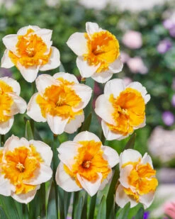 Narcissus 'Love Call' 12 Narcissus 'Love Call' -Beauty Flowers Shop narcissus love call 4