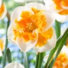 Narcissus 'Love Call' 2 Narcissus 'Love Call' -Beauty Flowers Shop narcissus love call 5