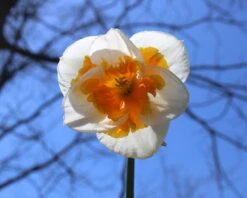 Narcissus 'Love Call' 14 Narcissus 'Love Call' -Beauty Flowers Shop narcissus love call 6