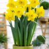 Narcissus 'Lucky Number' 1 Narcissus 'Lucky Number' -Beauty Flowers Shop narcissus lucky number 3