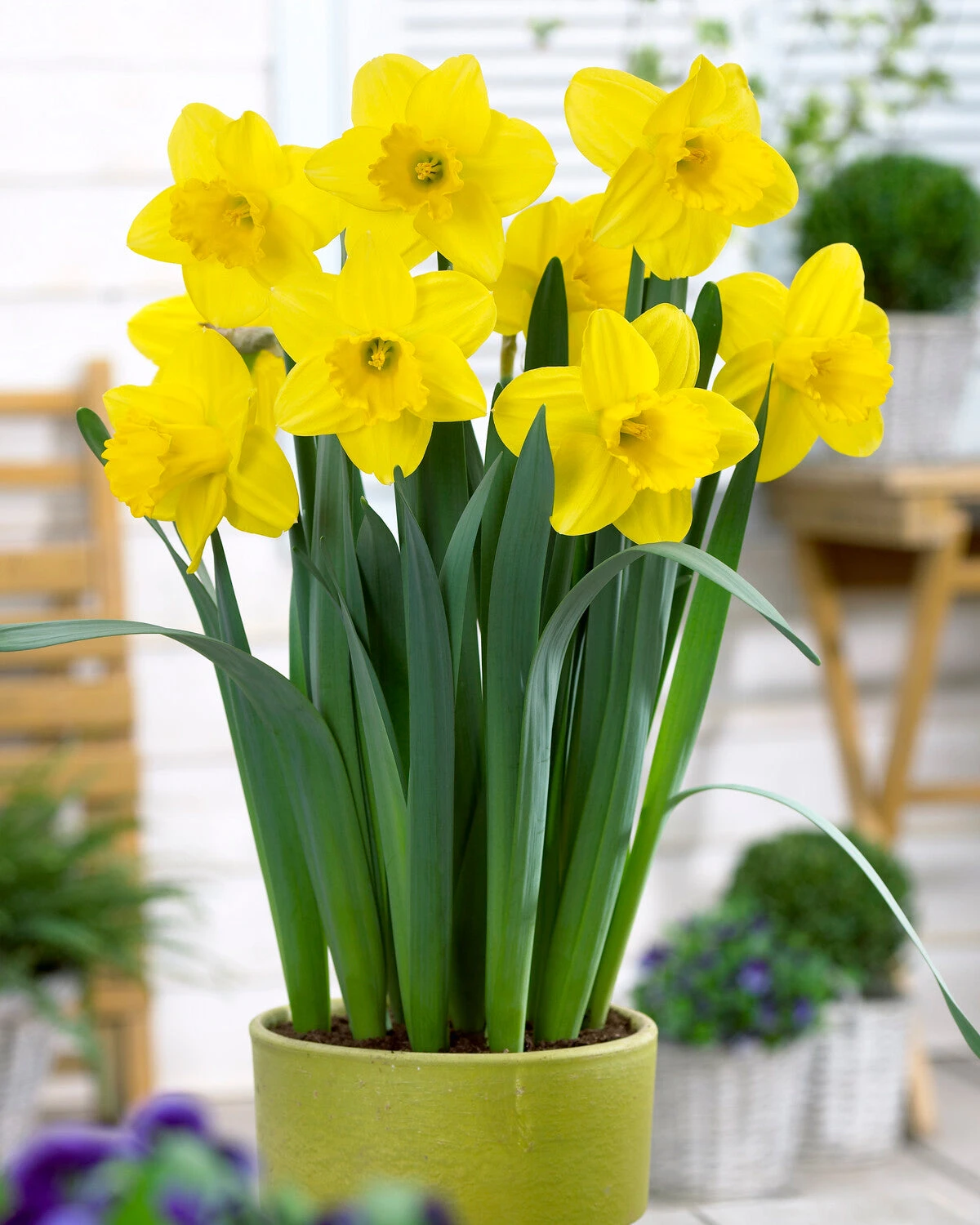 Narcissus 'Lucky Number' 3 Narcissus 'Lucky Number'