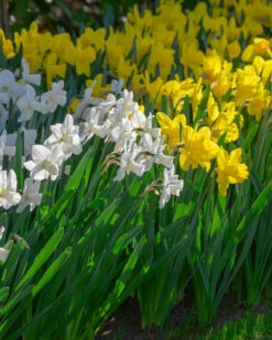 Narcissus 'Lucky Number' 15 Narcissus 'Lucky Number' -Beauty Flowers Shop narcissus lucky number 4