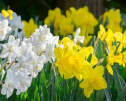 Narcissus 'Lucky Number' 12 Narcissus 'Lucky Number' -Beauty Flowers Shop narcissus lucky number 5