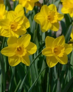 Narcissus 'Lucky Number' 14 Narcissus 'Lucky Number' -Beauty Flowers Shop narcissus lucky number 6