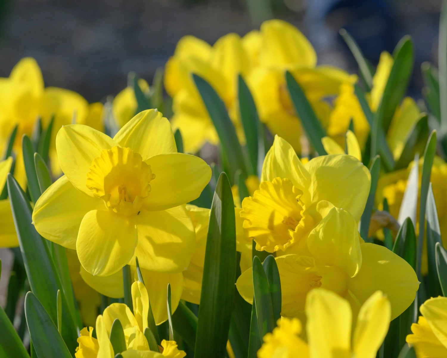 Narcissus 'Lucky Number' 4 Narcissus 'Lucky Number' - Image 2