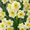 Narcissus 'Minnow' 1 Narcissus 'Minnow' -Beauty Flowers Shop narcissus minnow 00