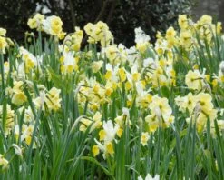 Narcissus 'Minnow' 13 Narcissus 'Minnow' -Beauty Flowers Shop narcissus minnow 1