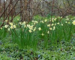 Narcissus 'Minnow' 11 Narcissus 'Minnow' -Beauty Flowers Shop narcissus minnow 3