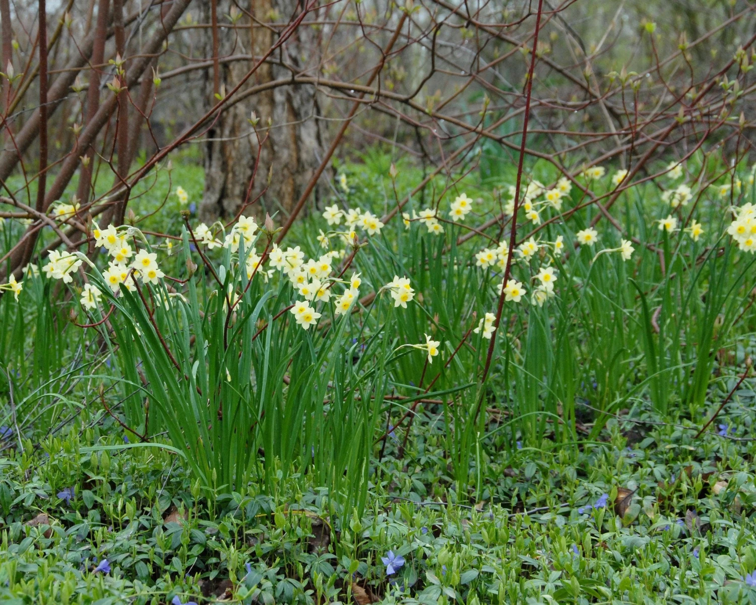 Narcissus 'Minnow' 6 Narcissus 'Minnow' - Image 4